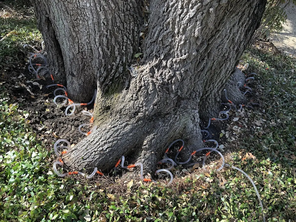 Detailed Tree Cabling and Bracing job site in Granville