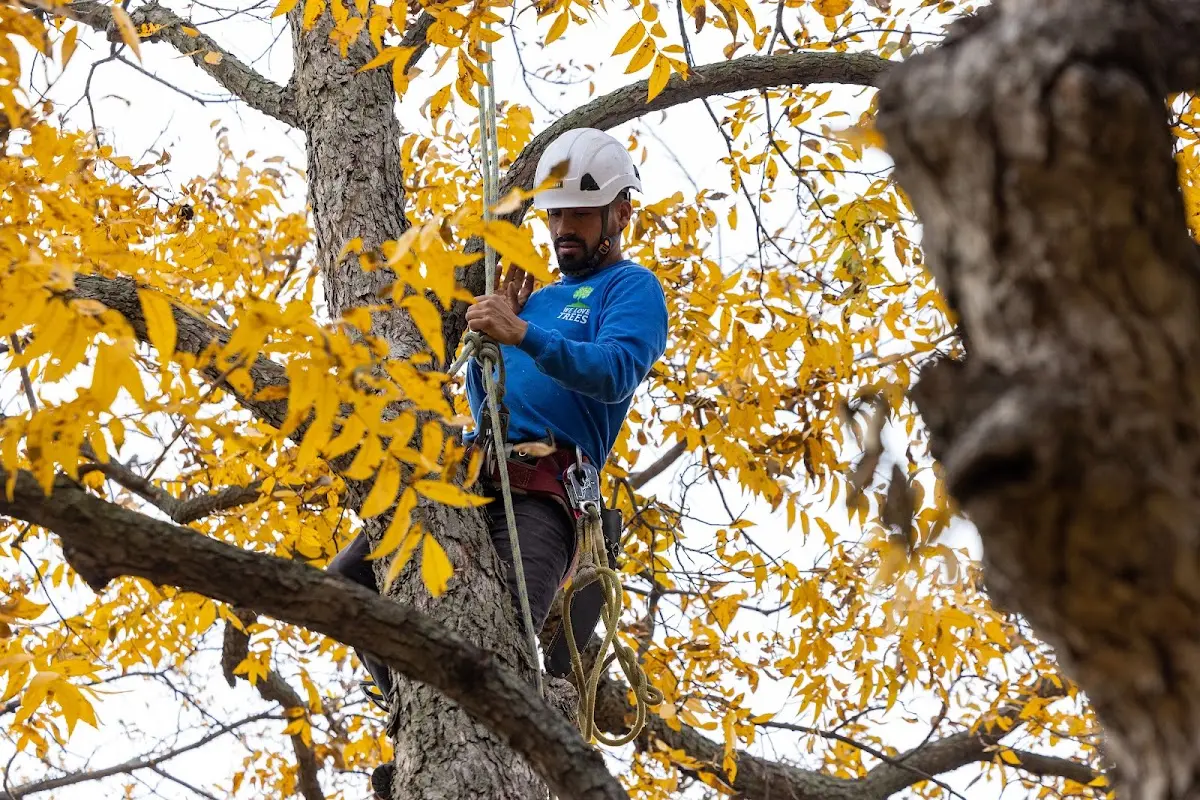 Skilled Tree Pruning crew working in Granville